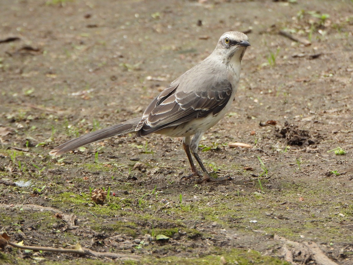 Tropikal Taklitçi - ML645094448