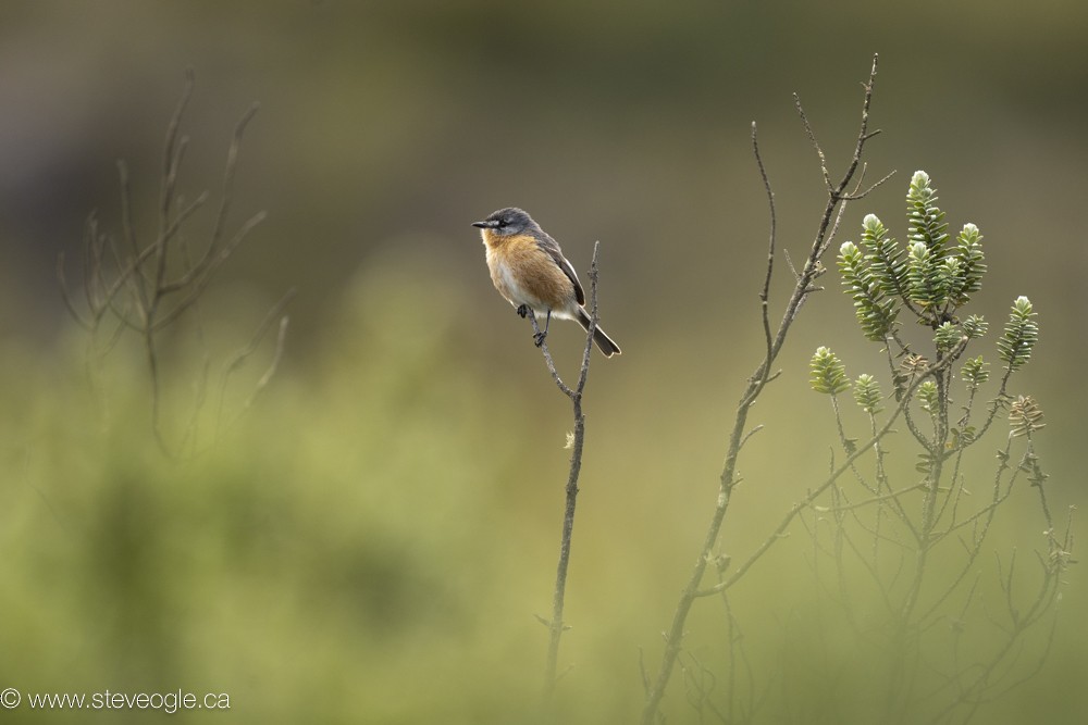Gray-backed Tachuri - ML645094450