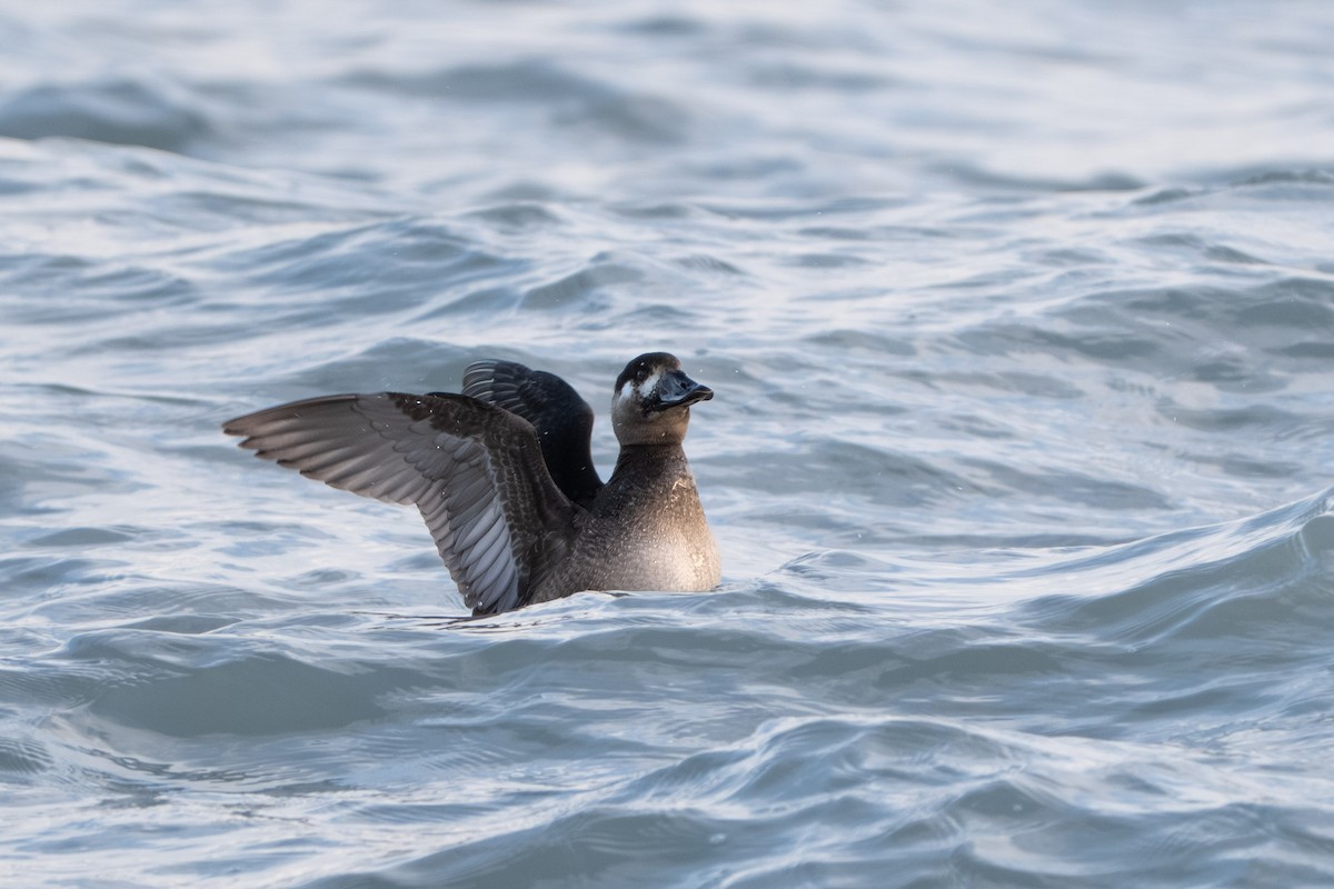 Macreuse à front blanc - ML645094455