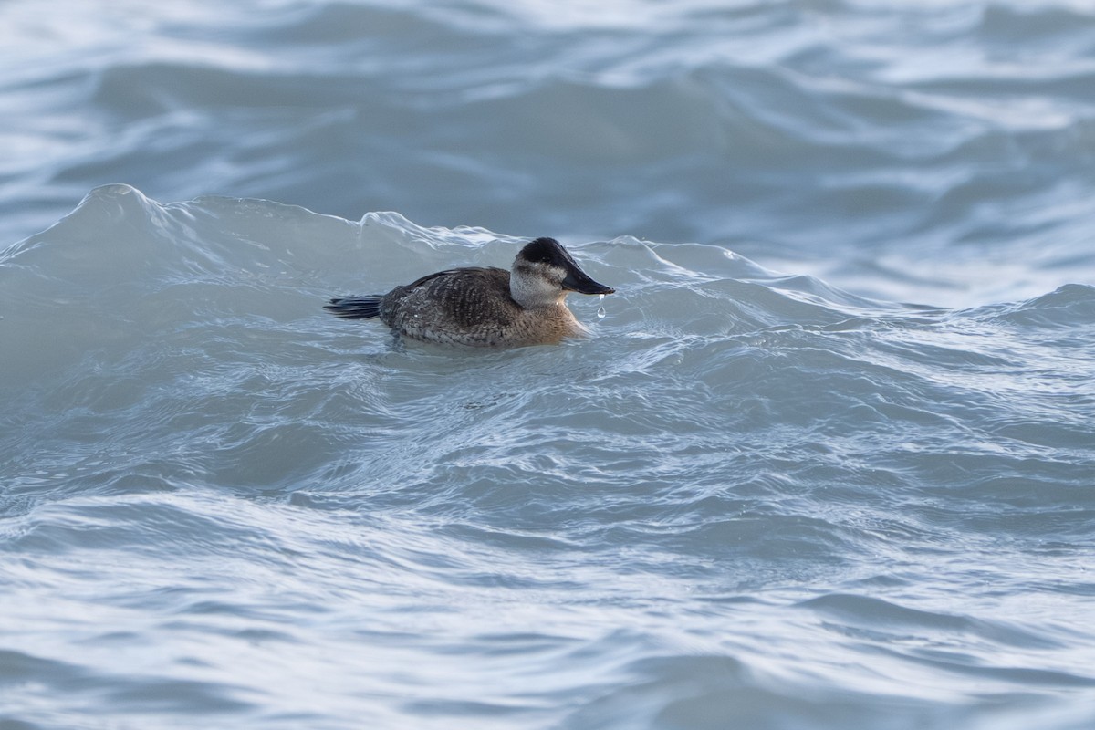 Érismature rousse - ML645094457