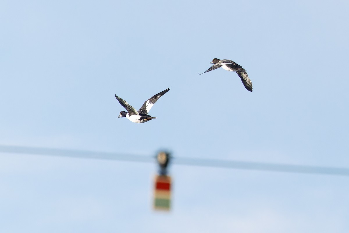 Barrow's Goldeneye - ML645094474