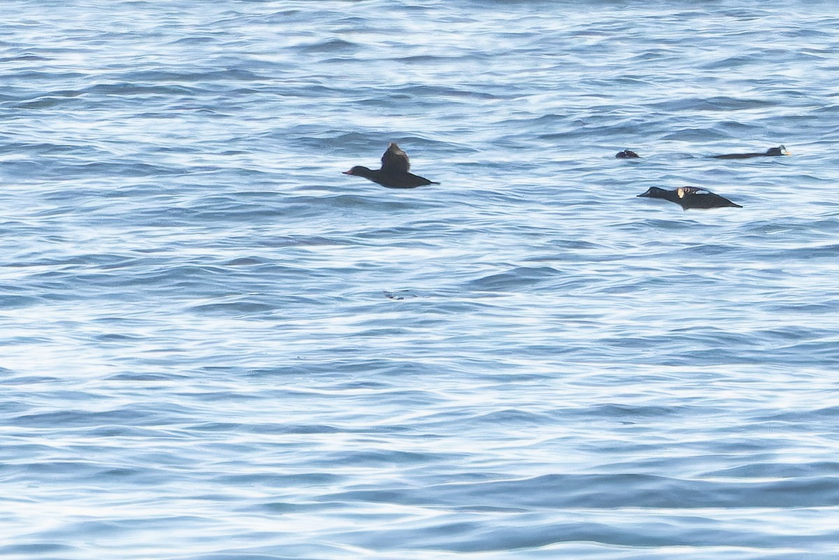 Black Scoter - ML645094477