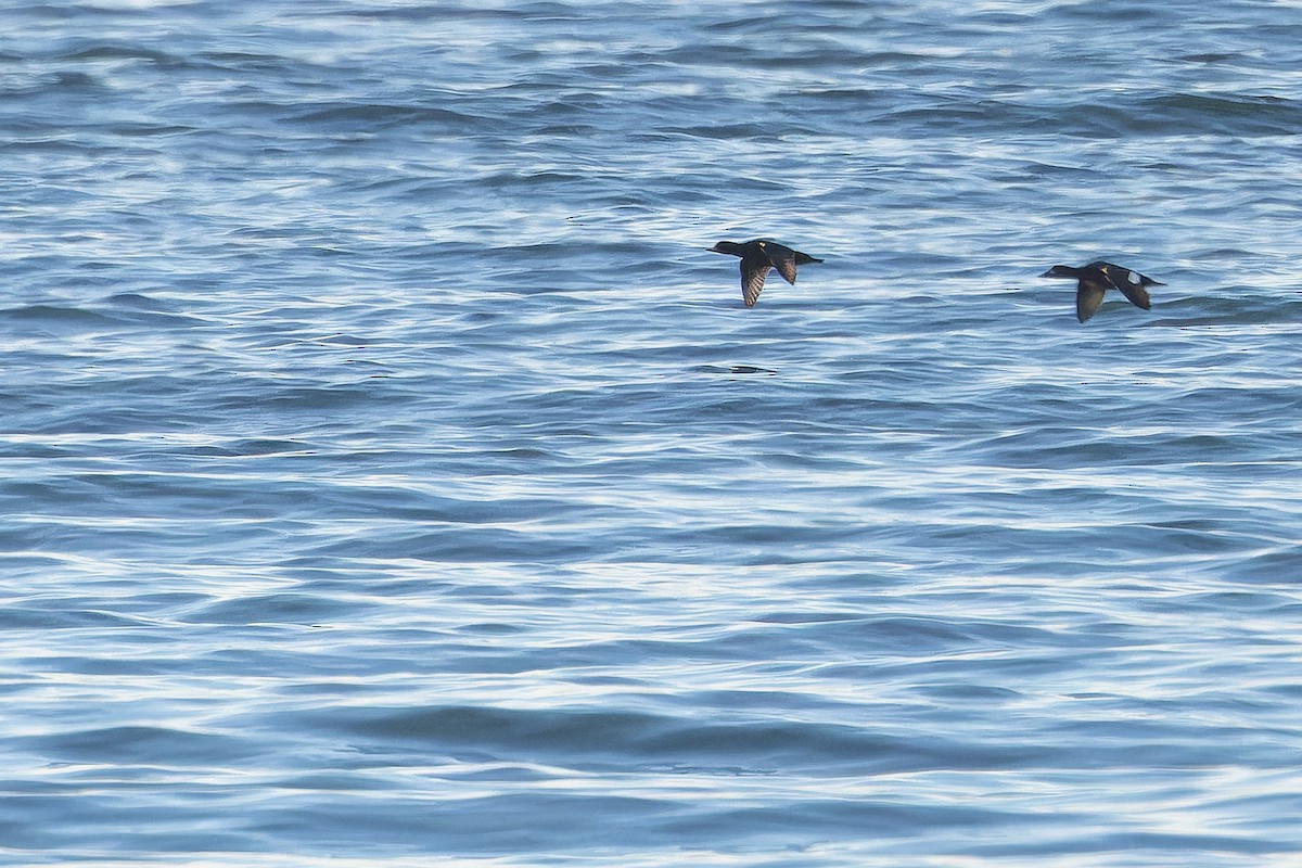 Black Scoter - ML645094478