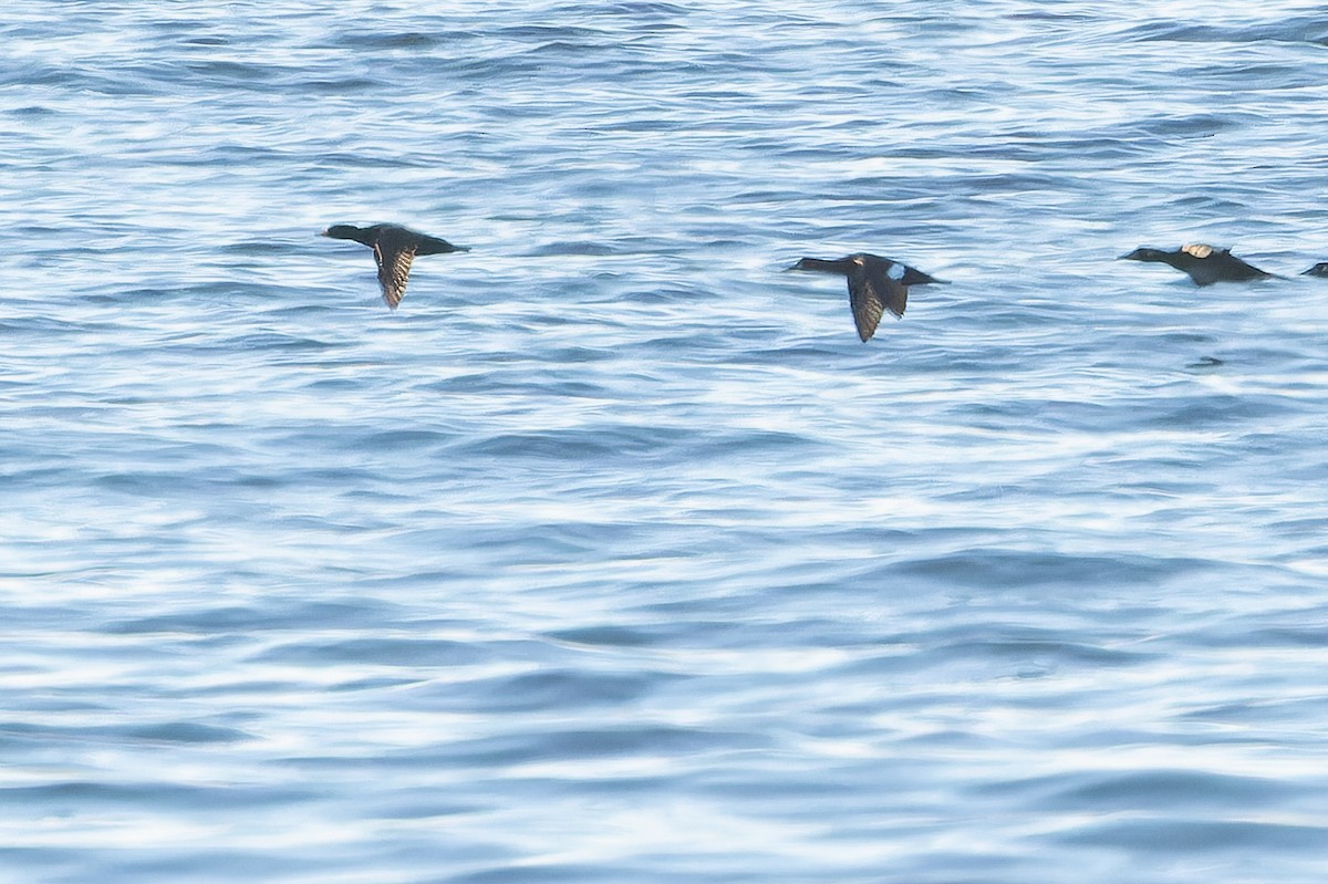 Black Scoter - ML645094479