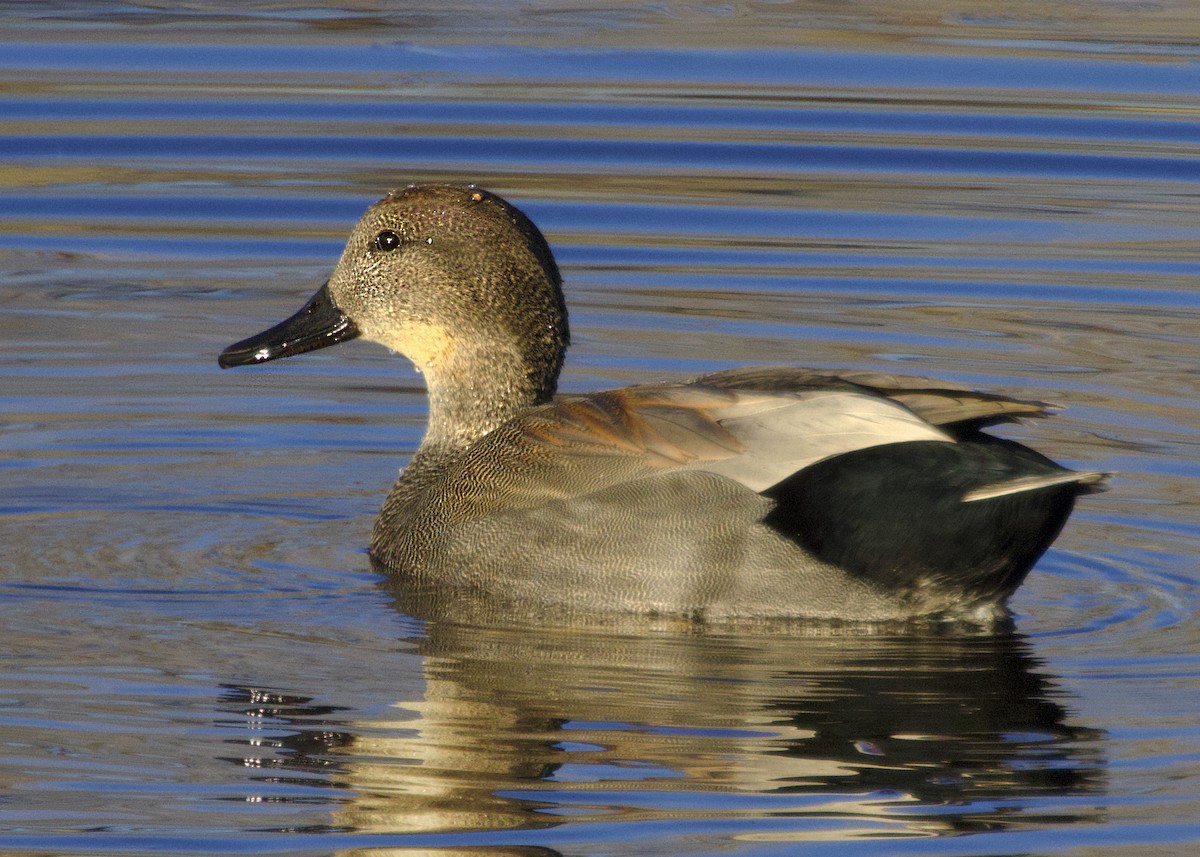 Canard chipeau - ML645094480
