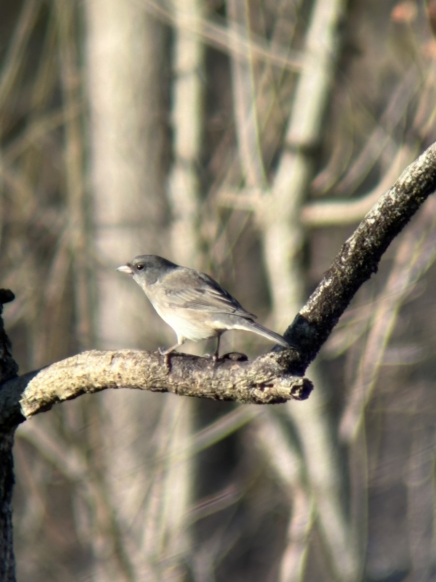 Junco Ojioscuro - ML645094481