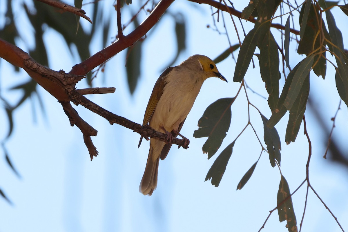 White-plumed Honeyeater - ML645094482
