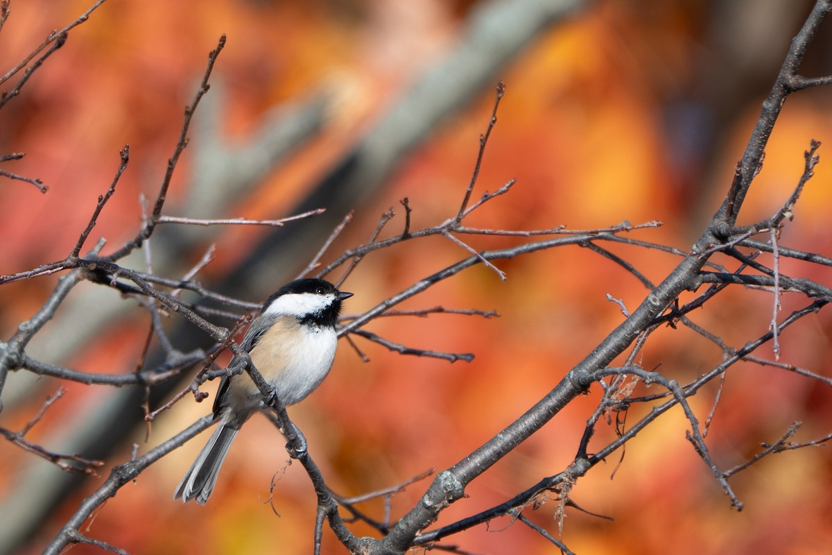 Mésange à tête noire - ML645094483