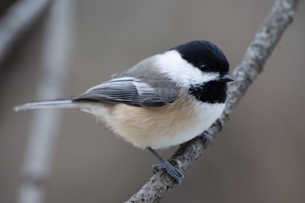 Mésange à tête noire - ML645094484