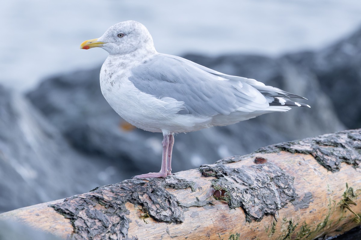 Iceland Gull (Thayer's) - ML645094485