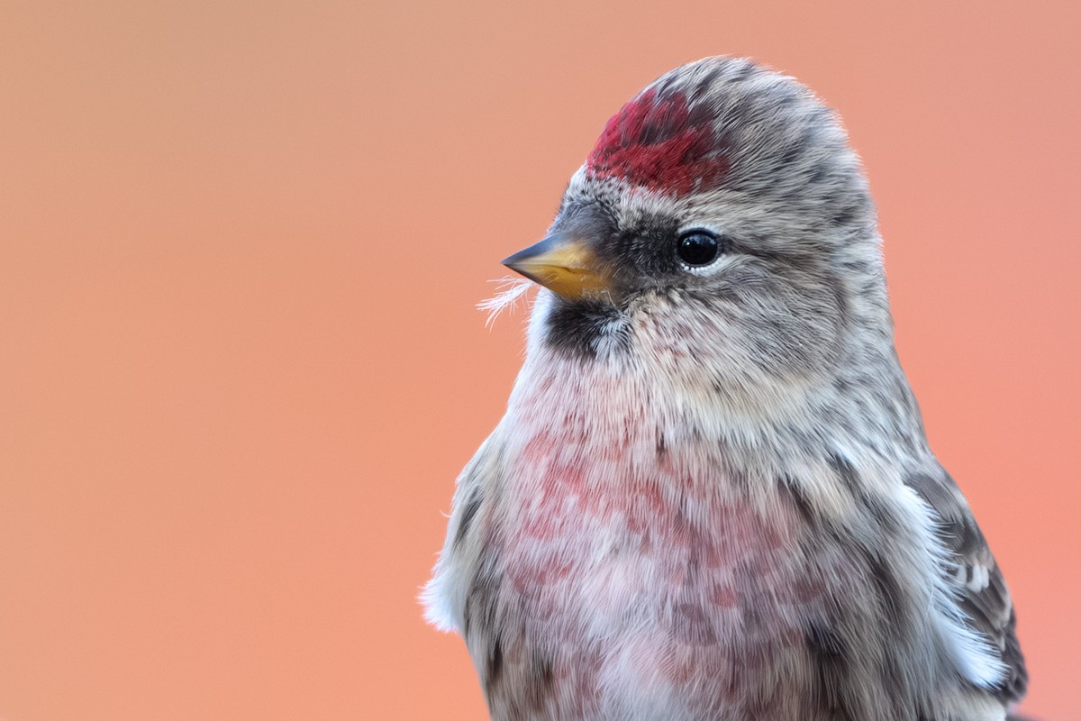 Sizerin flammé (flammea/rostrata/islandica) - ML645094491