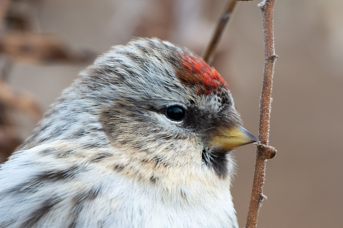 Sizerin flammé (flammea/rostrata/islandica) - ML645094492