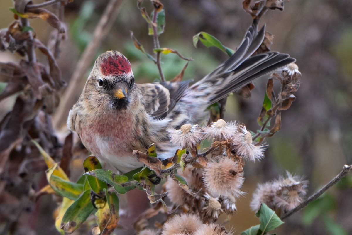 Sizerin flammé (flammea/rostrata/islandica) - ML645094493