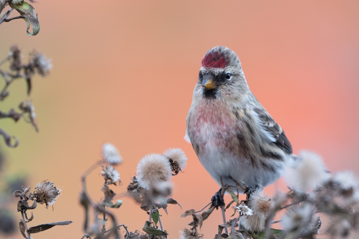 Sizerin flammé (flammea/rostrata/islandica) - ML645094494