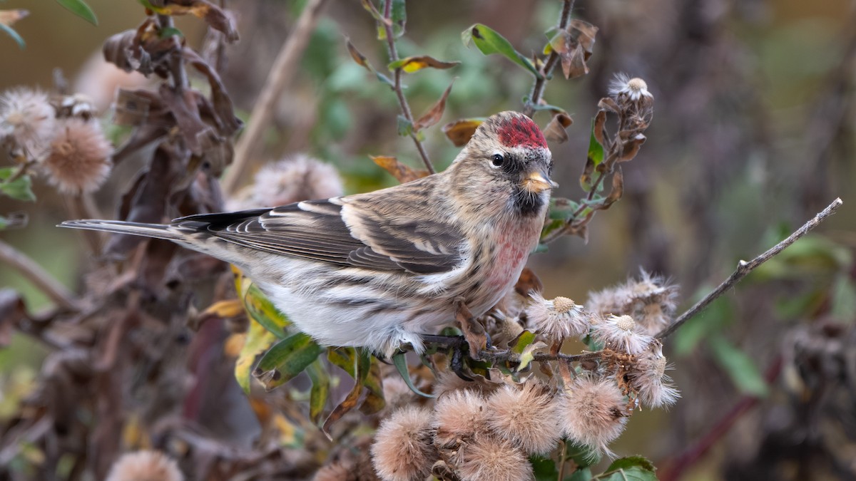 Sizerin flammé (flammea/rostrata/islandica) - ML645094495