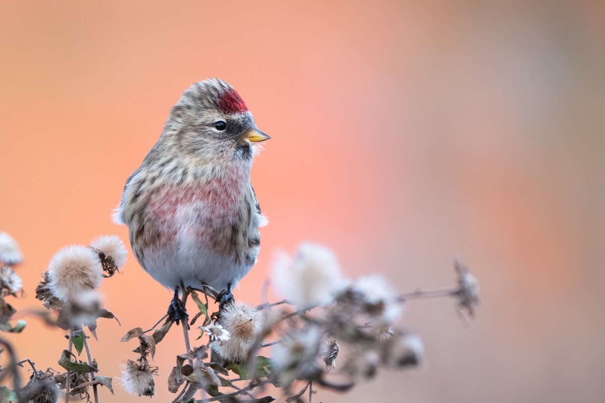 Sizerin flammé (flammea/rostrata/islandica) - ML645094496