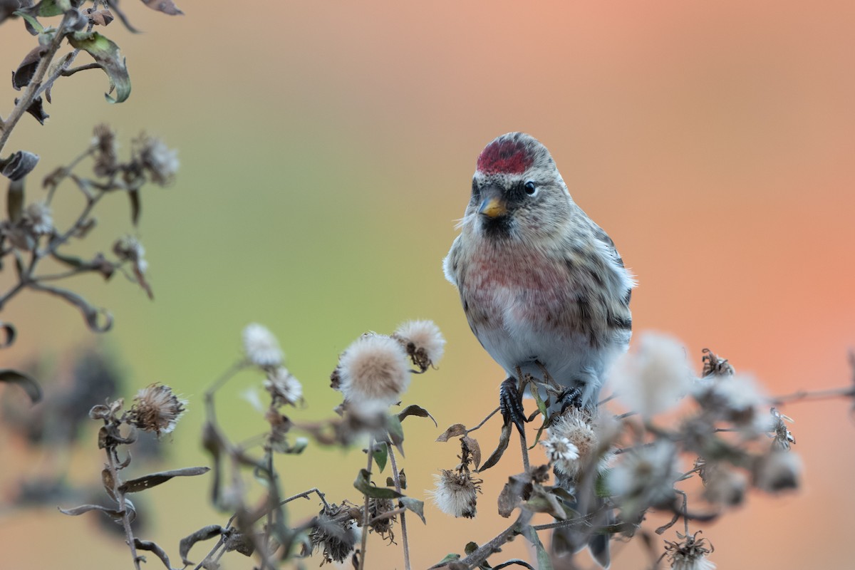 Sizerin flammé (flammea/rostrata/islandica) - ML645094497