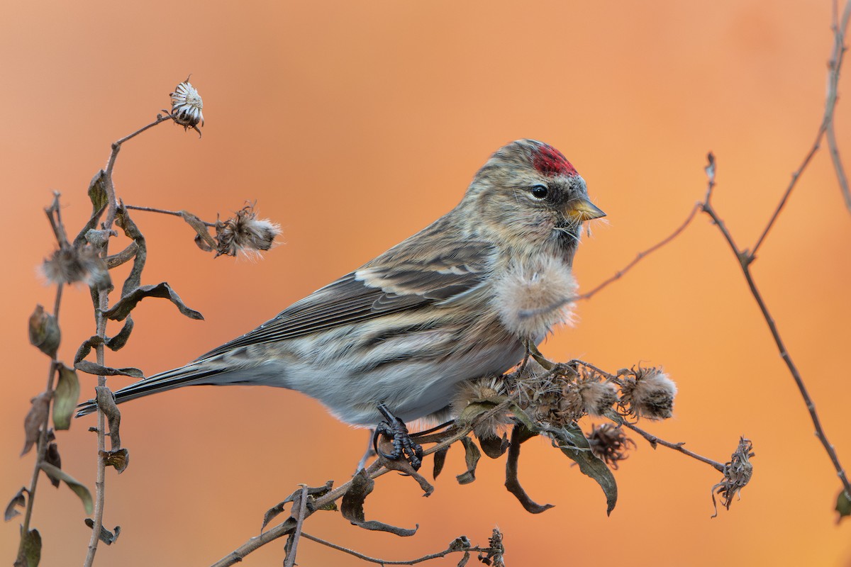 Sizerin flammé (flammea/rostrata/islandica) - ML645094498