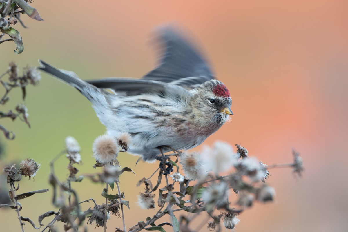 Sizerin flammé (flammea/rostrata/islandica) - ML645094499