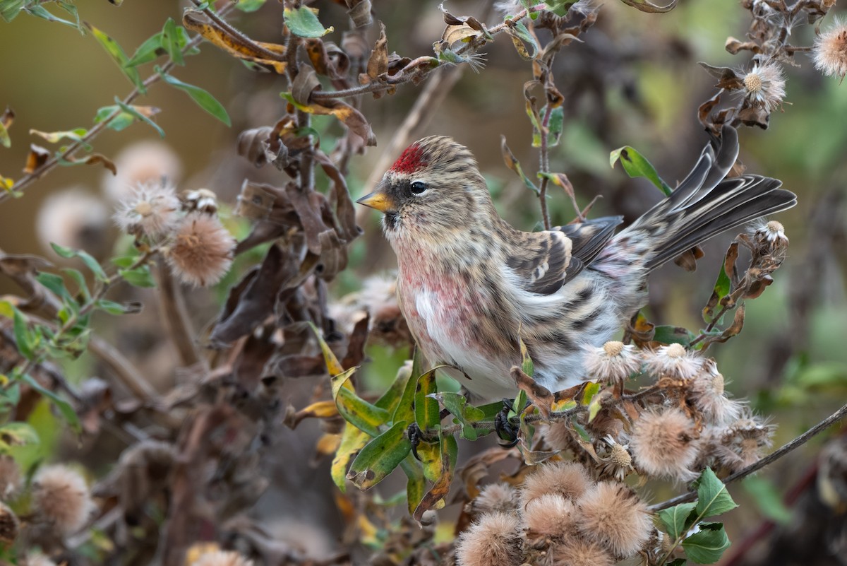 Sizerin flammé (flammea/rostrata/islandica) - ML645094500