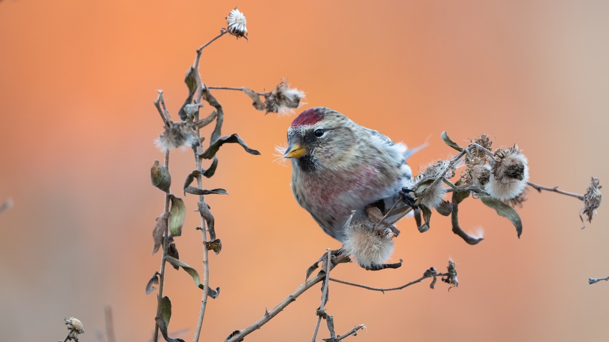 Sizerin flammé (flammea/rostrata/islandica) - ML645094501