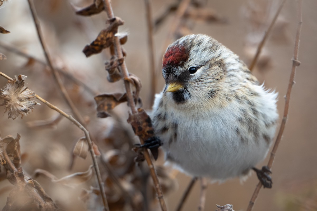 Sizerin flammé (flammea/rostrata/islandica) - ML645094502