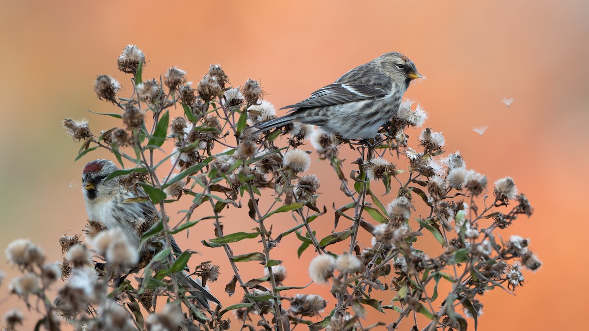 Sizerin flammé (flammea/rostrata/islandica) - ML645094503