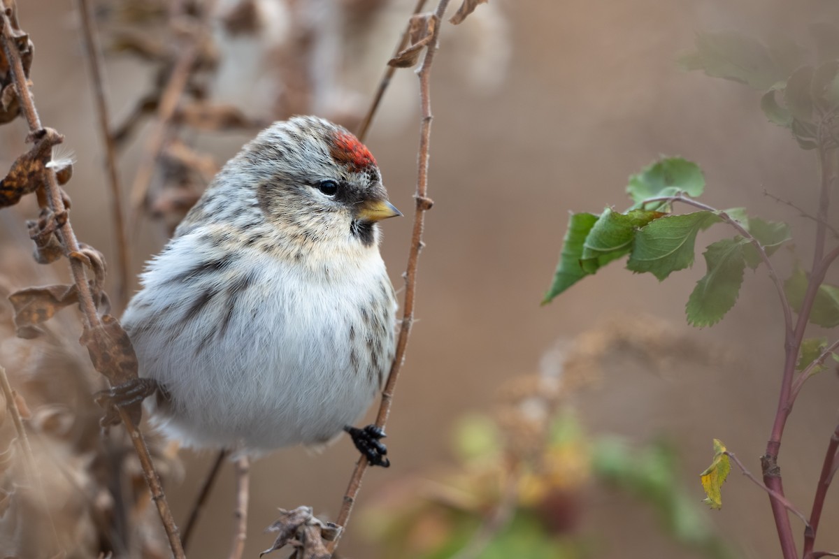 Sizerin flammé (flammea/rostrata/islandica) - ML645094504