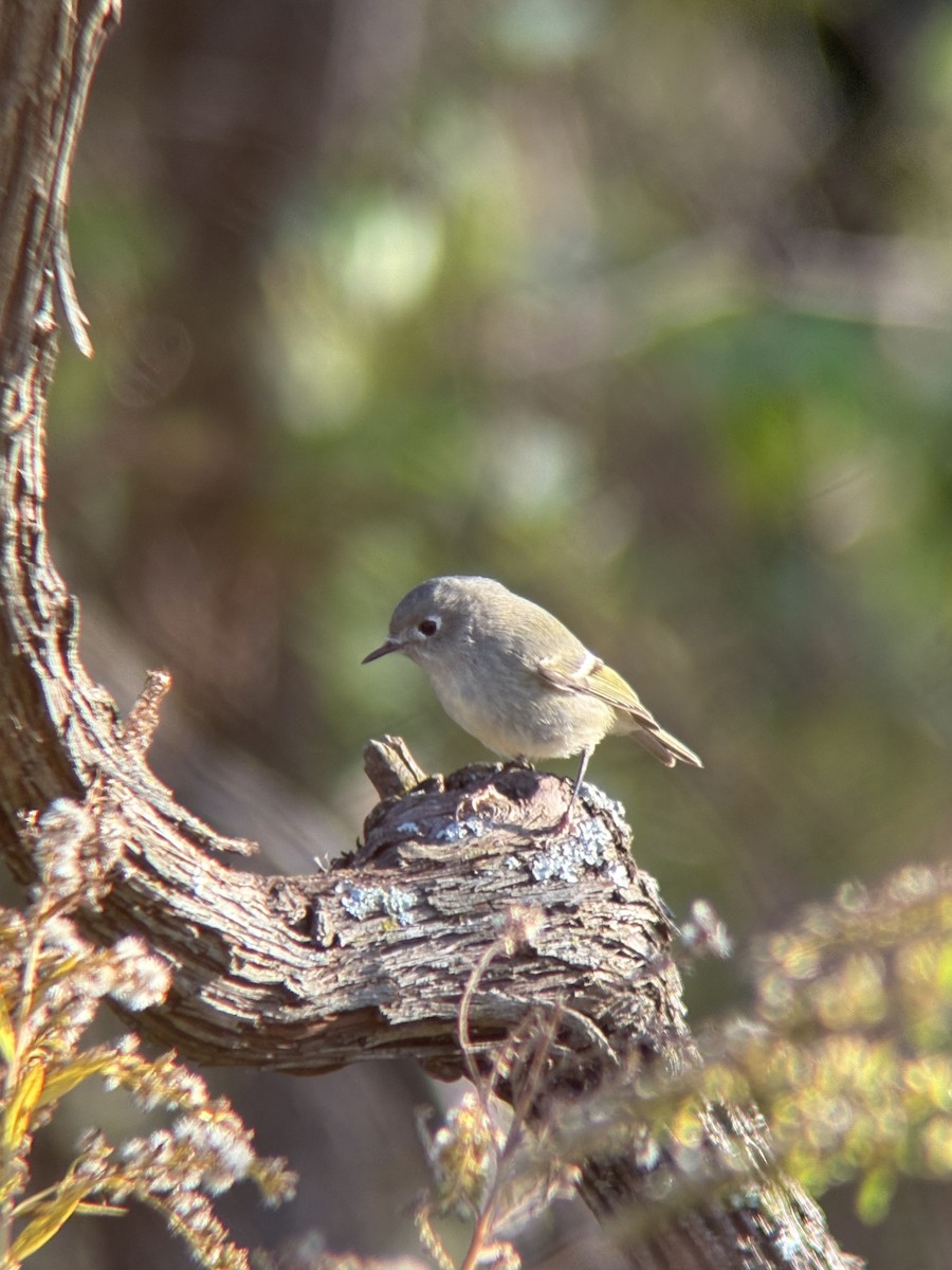 Gözlüklü Çalıkuşu - ML645094505