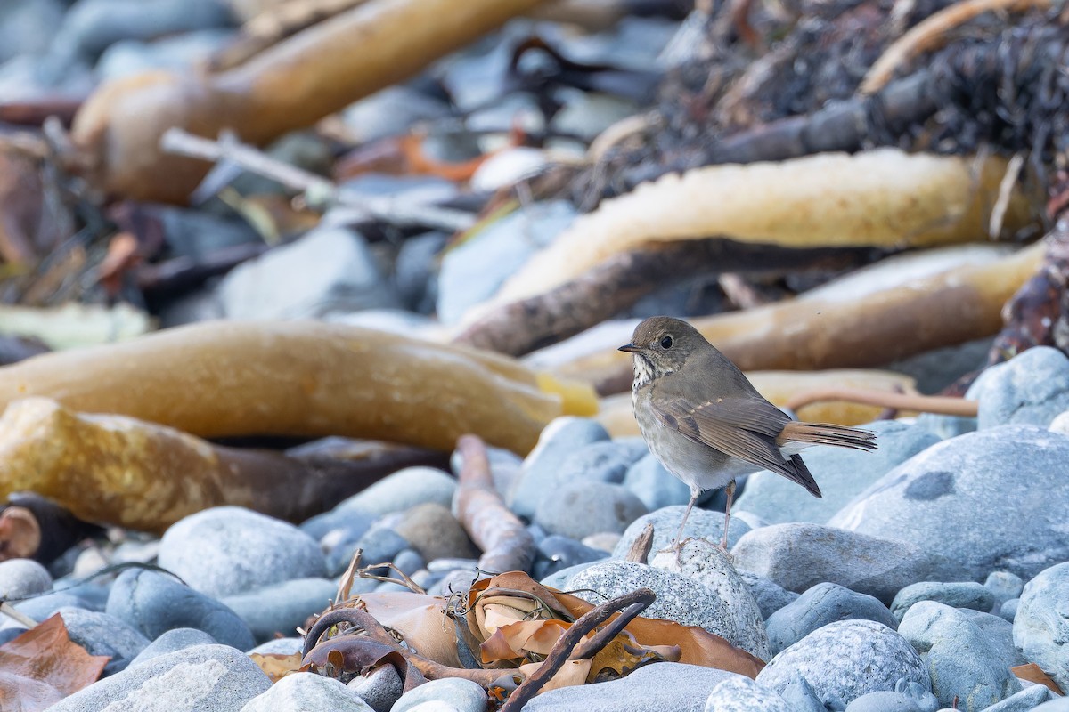 Hermit Thrush - ML645094513