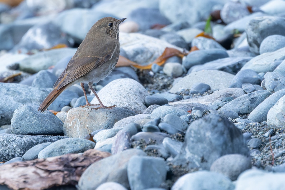 Hermit Thrush - ML645094514