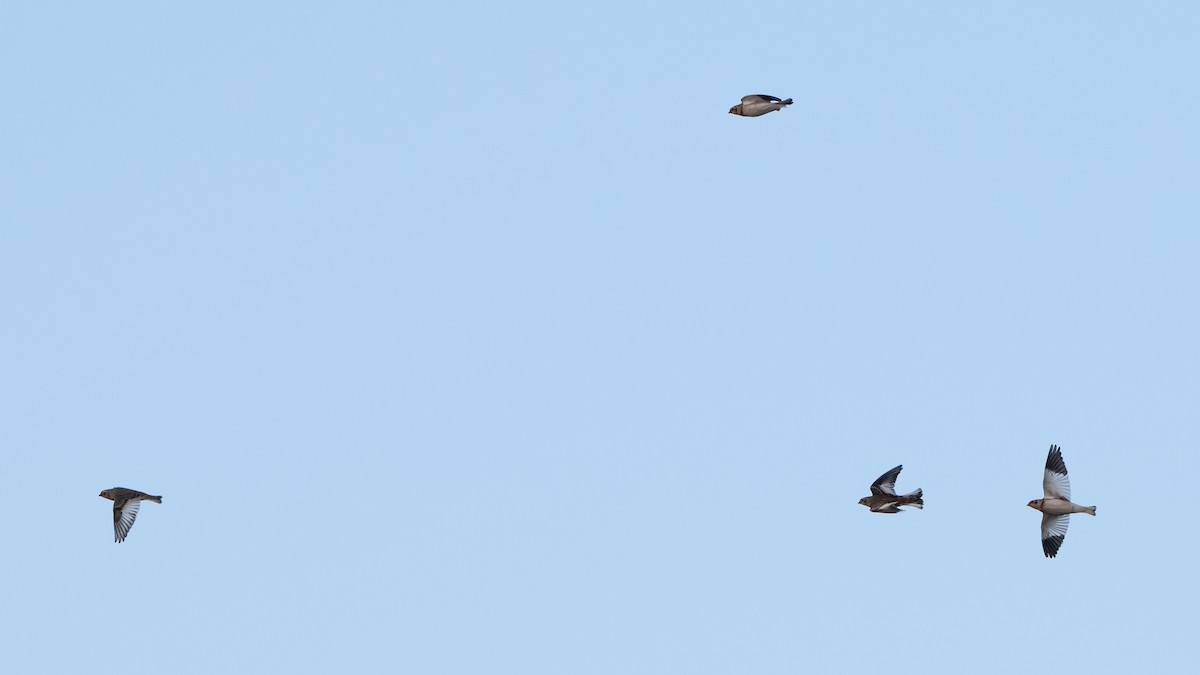 Plectrophane des neiges - ML645094515