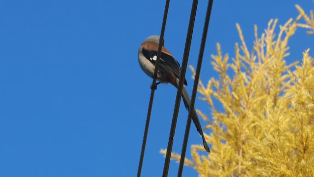 Gray Treepie - ML645094516