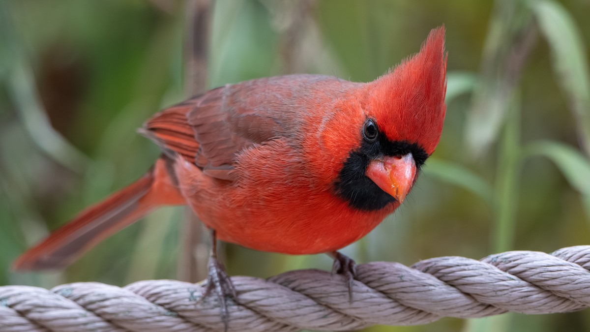 Cardinal rouge - ML645094517