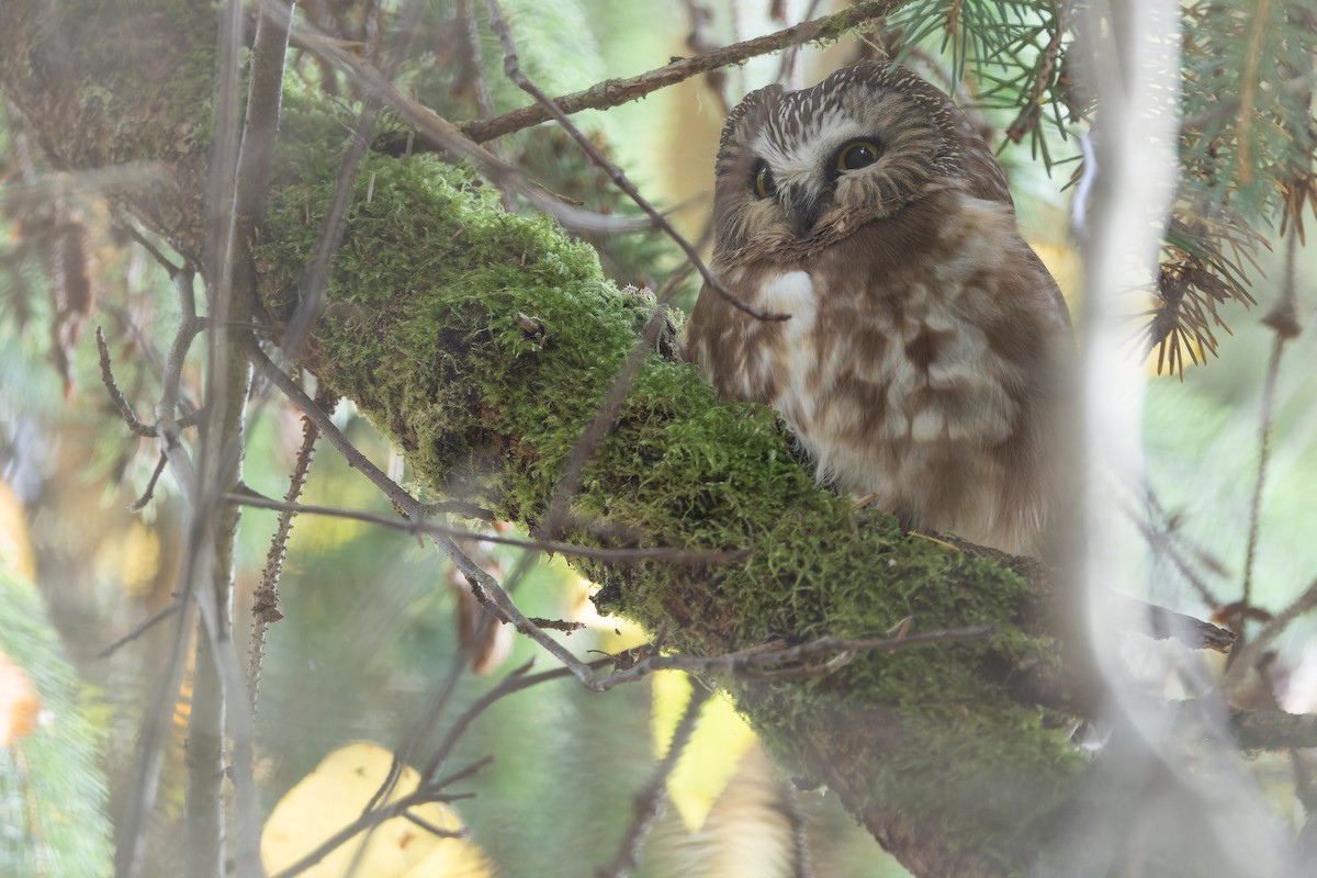 Northern Saw-whet Owl - ML645094518