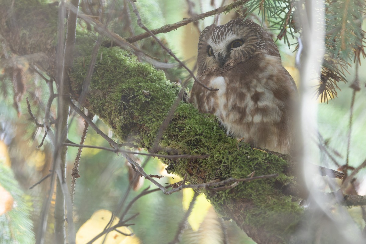 Northern Saw-whet Owl - ML645094519
