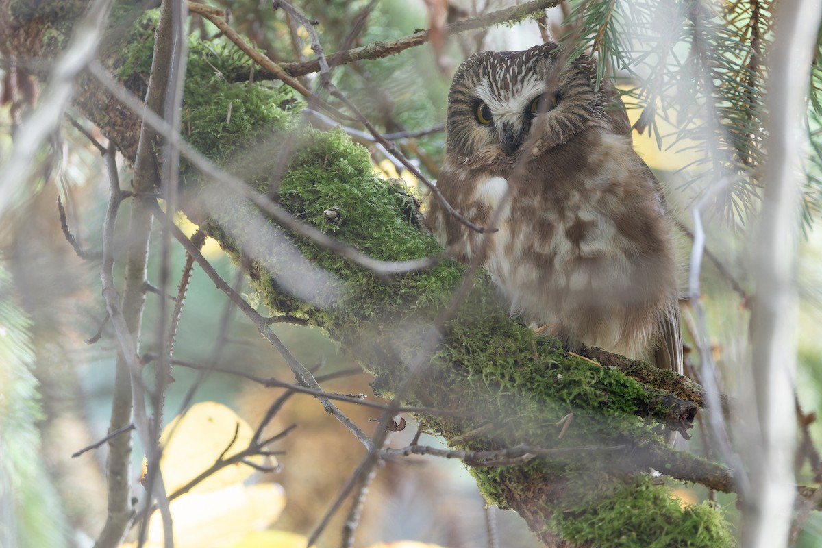 Northern Saw-whet Owl - ML645094520