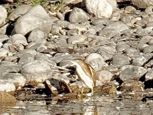 コヨシゴイ - ML645094527