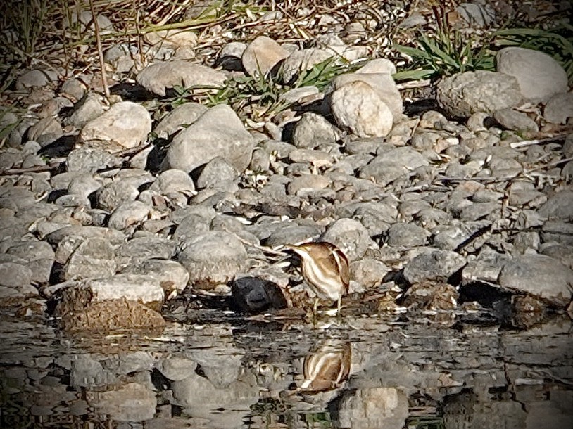 コヨシゴイ - ML645094528