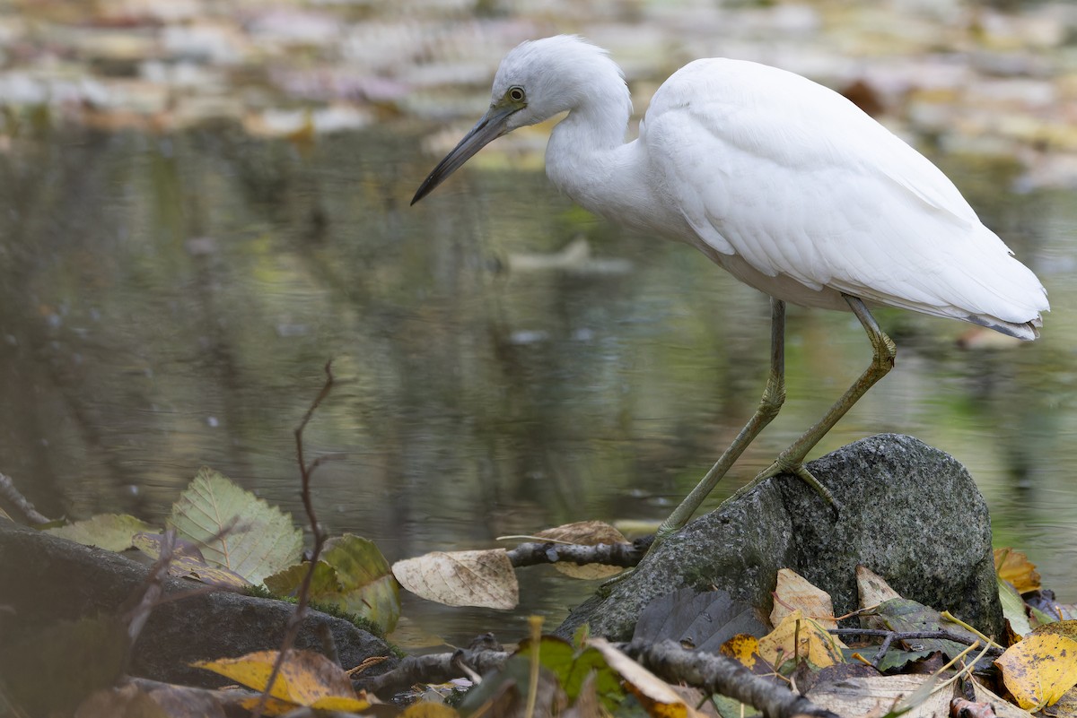Little Blue Heron - ML645094529