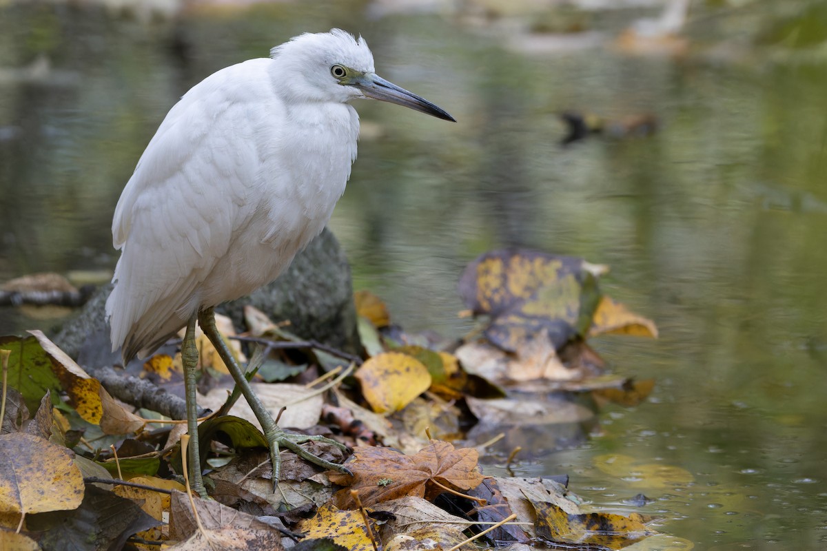 Little Blue Heron - ML645094530