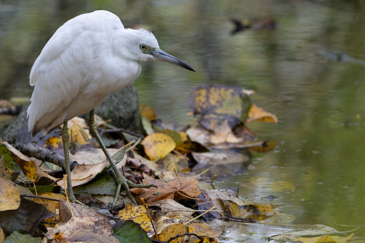 Little Blue Heron - ML645094531