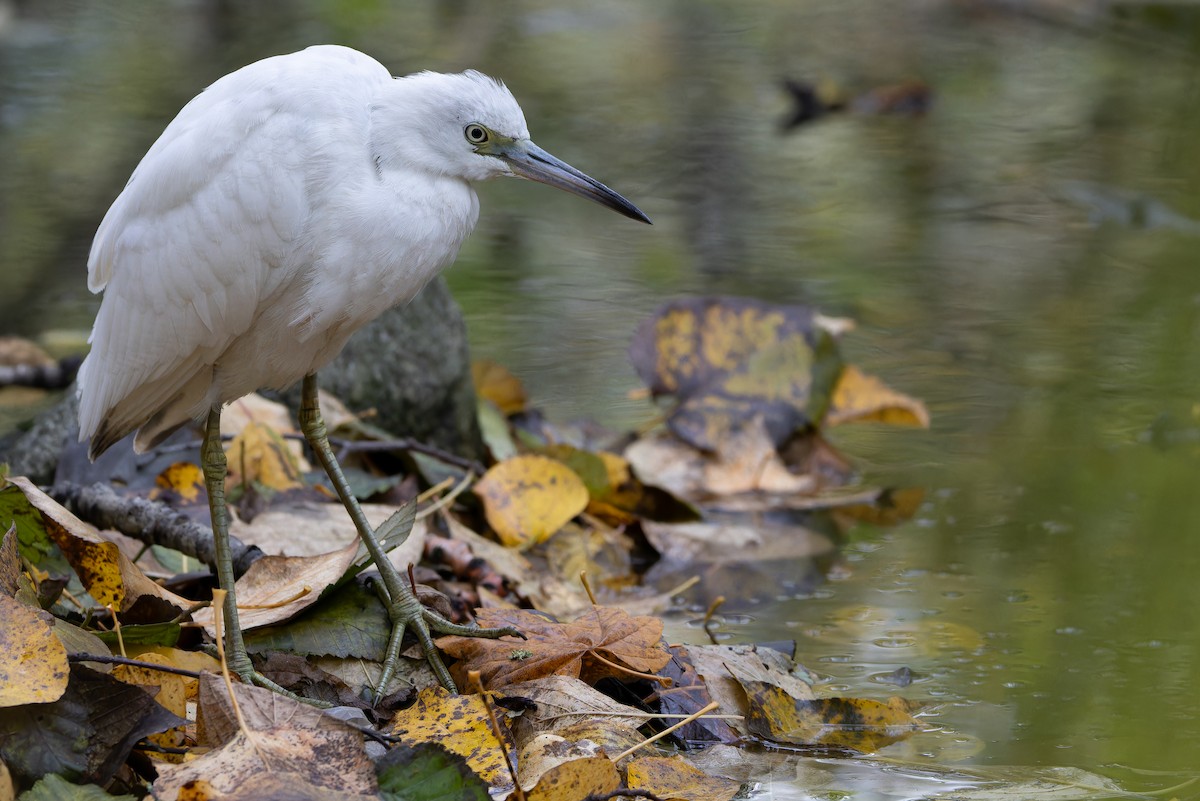 Little Blue Heron - ML645094532