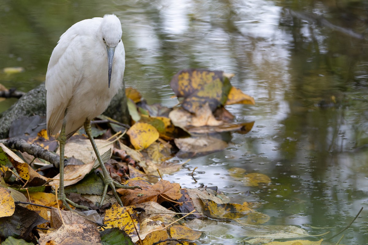 Little Blue Heron - ML645094533