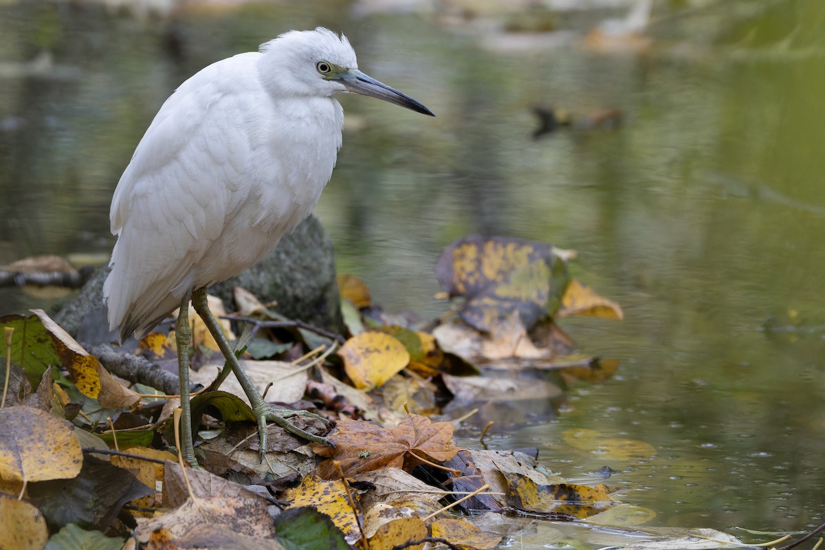 Little Blue Heron - ML645094534