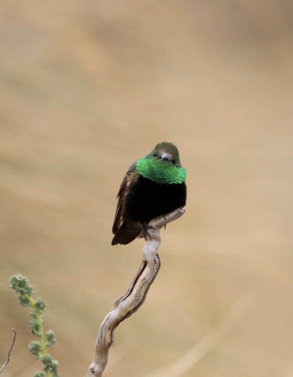 Black-breasted Hillstar - ML645094539