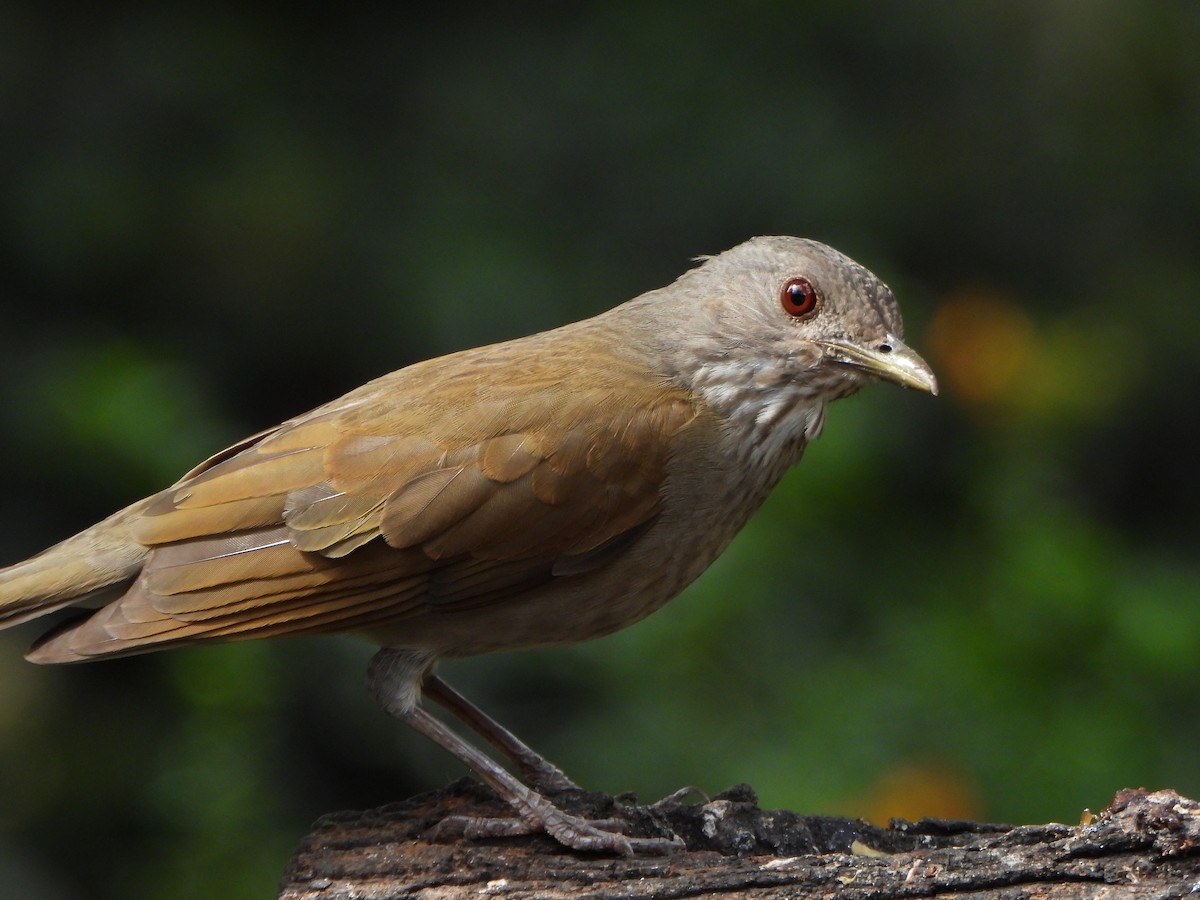 Pale-breasted Thrush - ML645094540