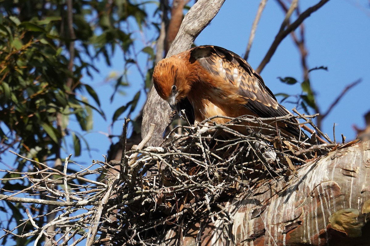 Square-tailed Kite - ML645094543