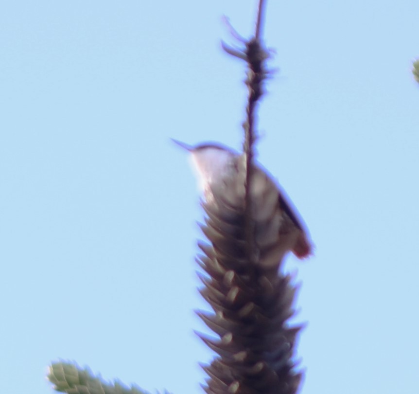White-throated Treerunner - ML645094544