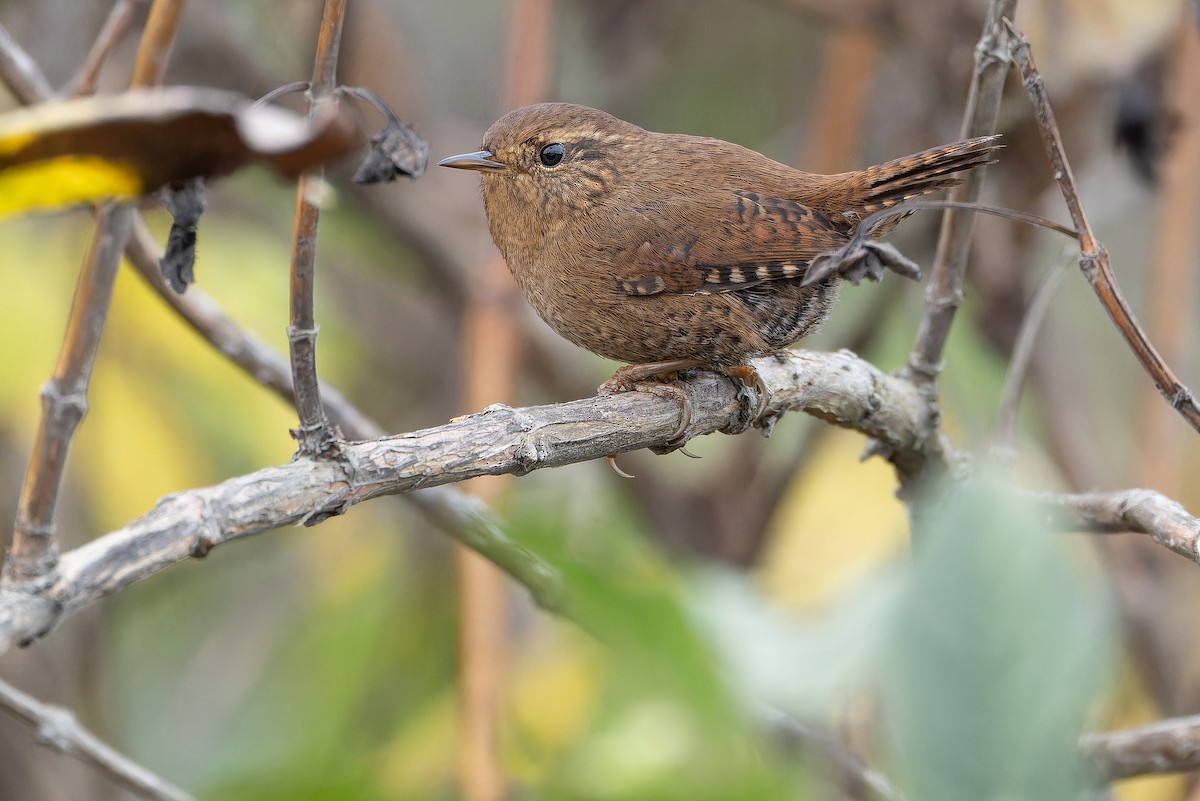 Pacific Wren - ML645094549